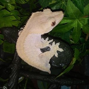 Meet your Posher, Ronald